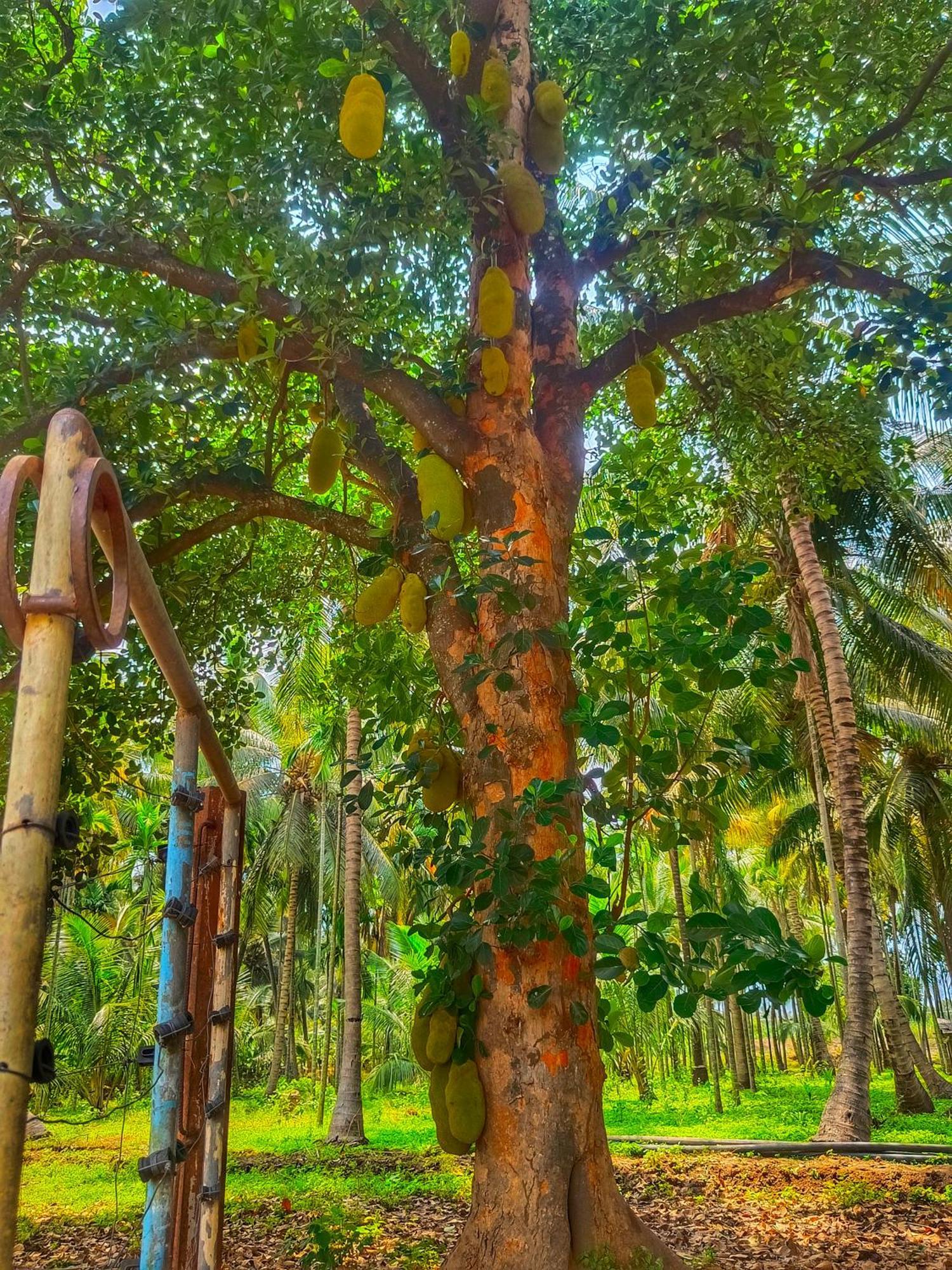 Shivalaya Farmstay Located Amdist Coconut Farm With River Access Near Isha,Adiyogi,Siruvani Alāndurai Exterior foto